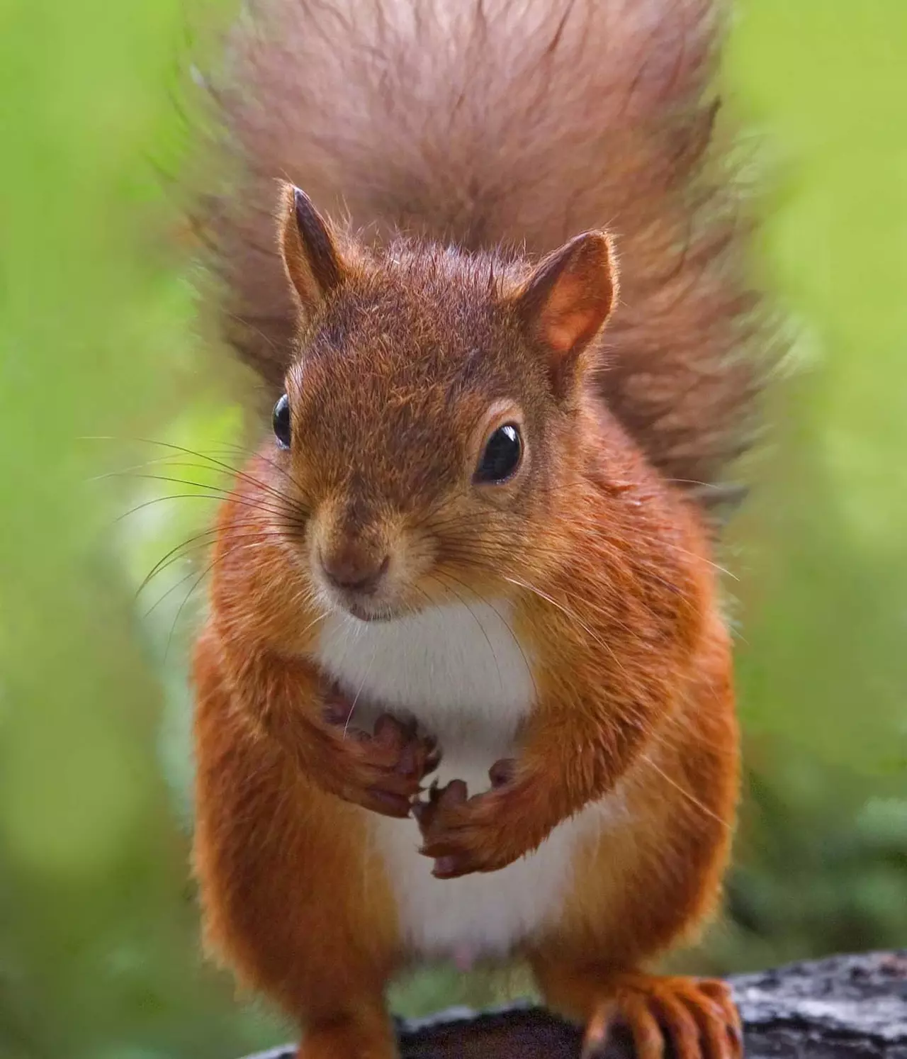 Squirrelpox and the translocation of red squirrels ZSL